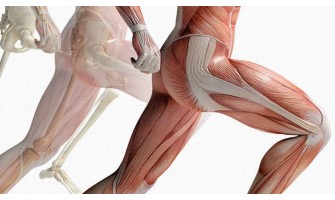 Квадрицепс – тренировки за най-големия мускул в тялото